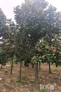 13公分广玉兰