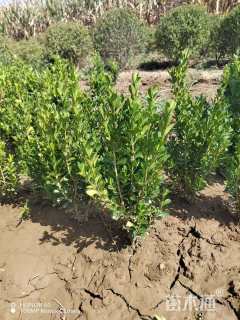 高度50厘米大叶黄杨小苗