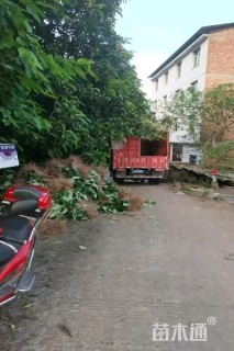 高度80厘米梓树小苗