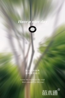 16公分栾树