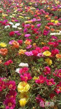 高度15厘米半枝莲