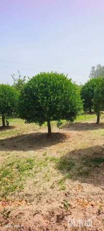 9公分高杆卫矛球