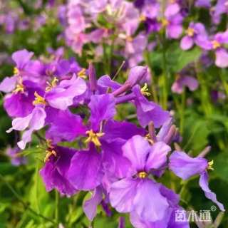 高度5厘米二月兰