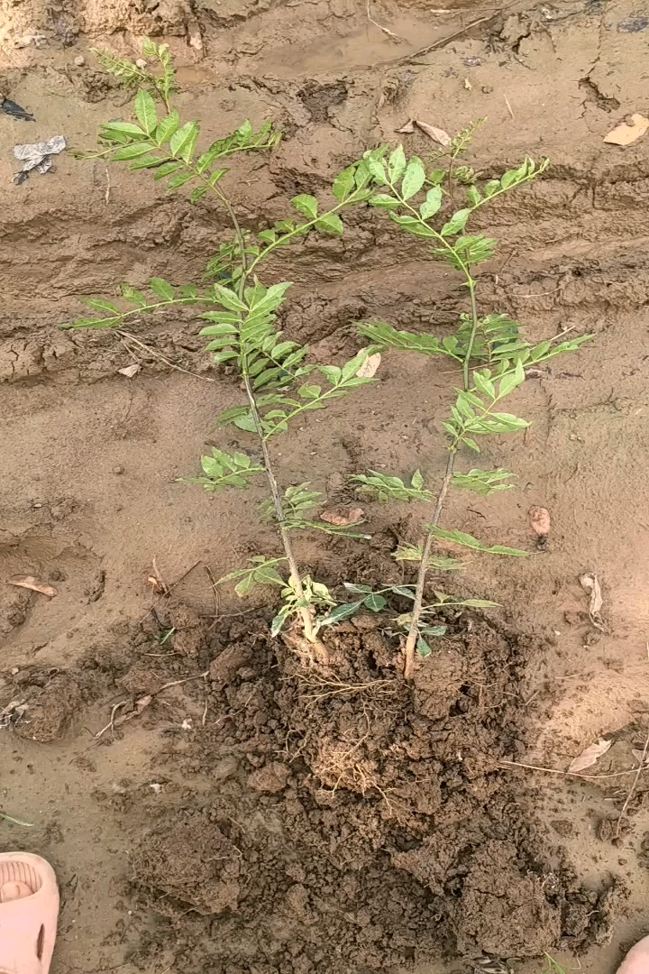 高度80厘米花椒