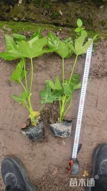 高度20厘米八角金盘