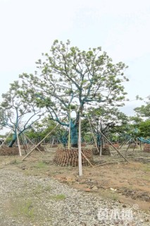 40公分红果冬青