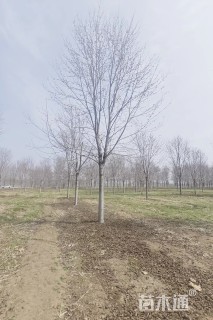 15公分美国红枫