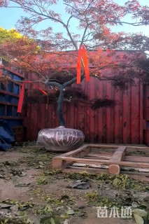 高度250厘米羽毛枫