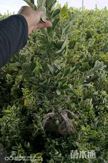 高度60厘米金边黄杨