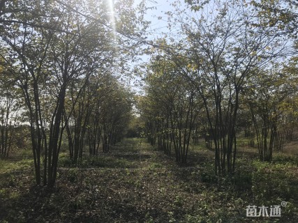 50公分丛生朴树