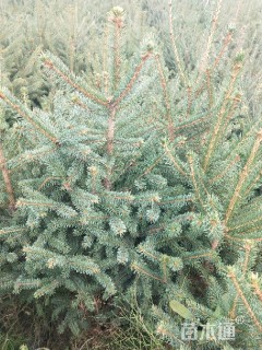 高度45厘米云杉