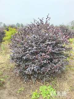 冠幅80厘米红花继木球