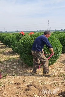 冠幅150厘米卫矛球