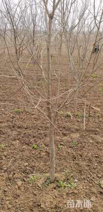 高度180厘米石榴