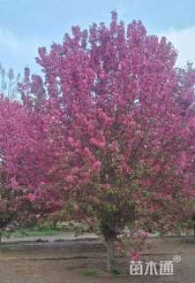 13公分绚丽海棠