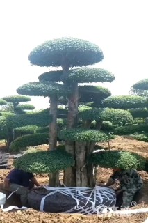 22公分造型对节白蜡