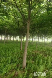 10公分榉树