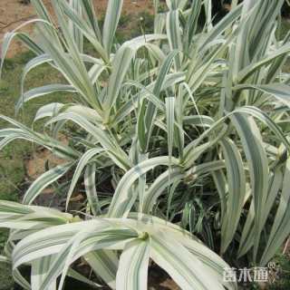 高度25厘米花叶芦竹