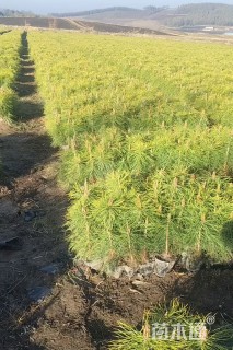 高度20厘米樟子松