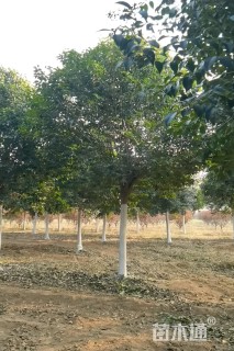 12公分大叶女贞