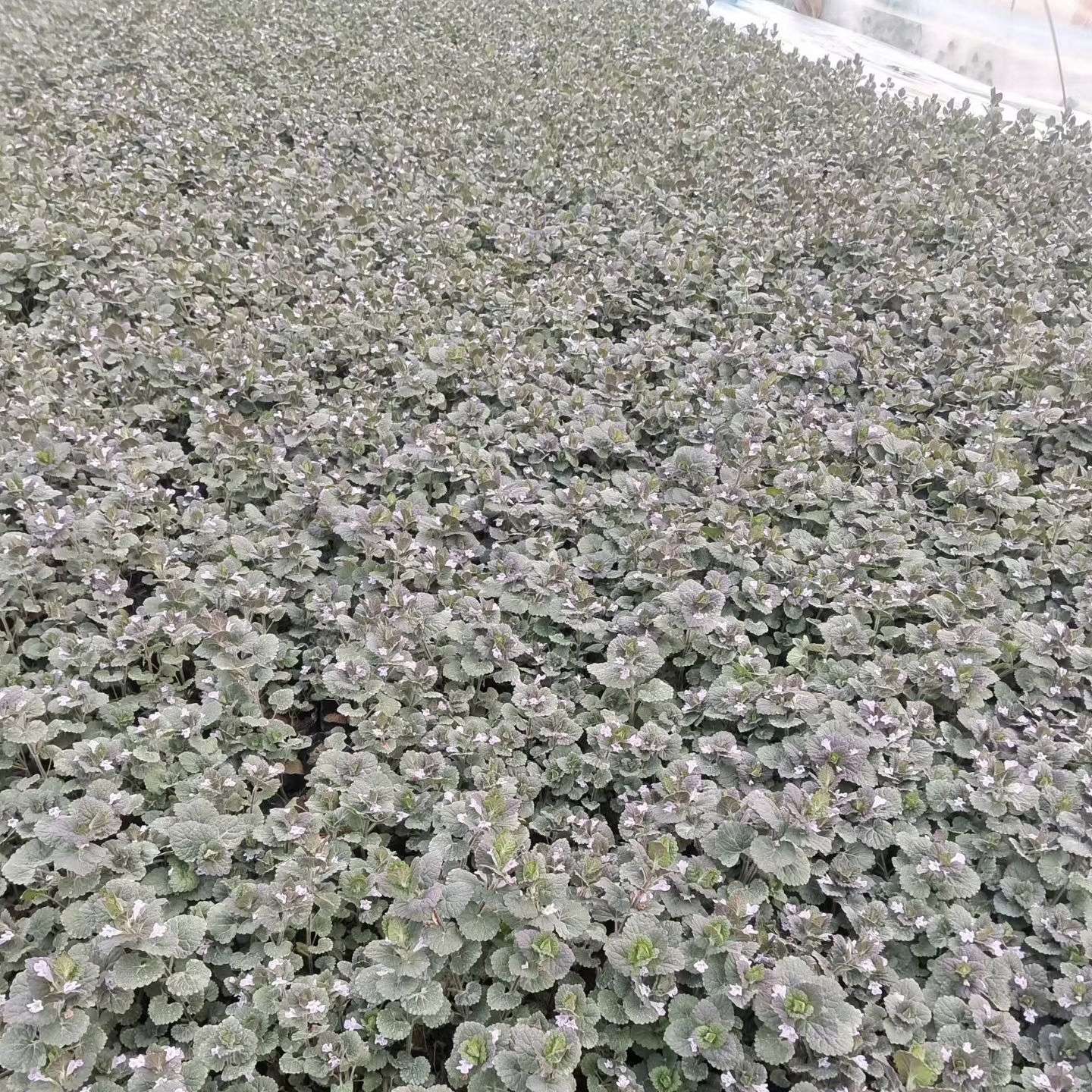 高度10厘米金钱草