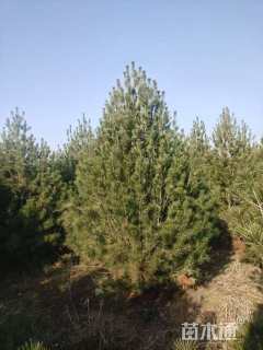 高度400厘米白皮松