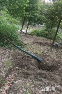 7公分香樟
