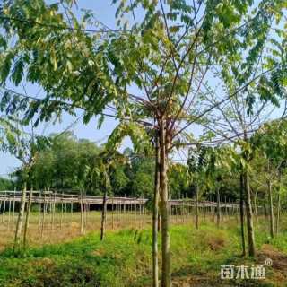 15公分花旗木