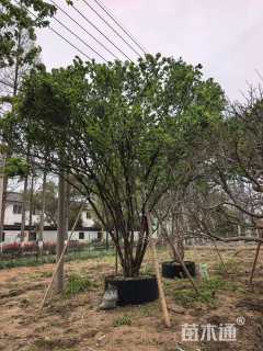 高度300厘米中华木绣球