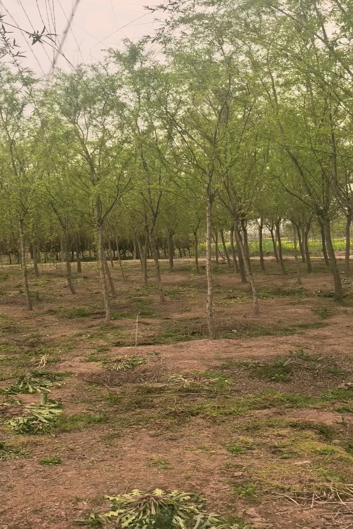 6公分柳树