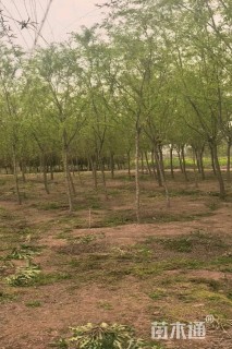6公分柳树