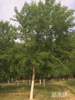 20公分元宝枫