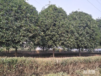 15公分桂花