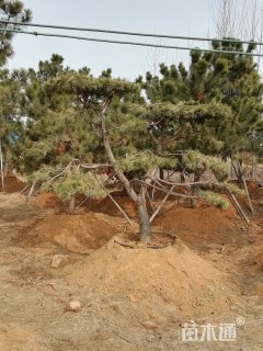 精品造型景观松