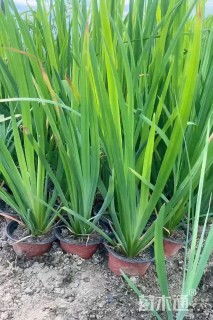 高度70厘米黄菖蒲