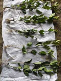 高度35厘米大叶栀子小苗