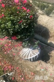 黄花月见草种子美丽月见草种子