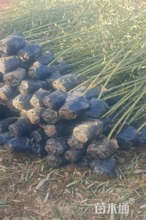 地栽苗青皮竹
