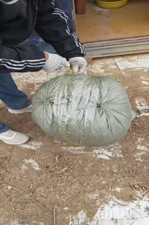 白蜡种子
