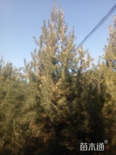 高度400厘米白皮松