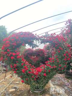 0.5公分造型月季