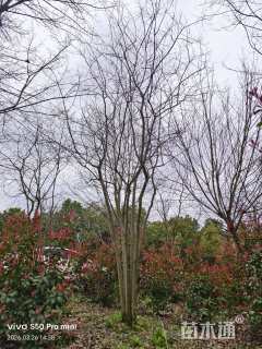 35公分(5杆)丛生朴树