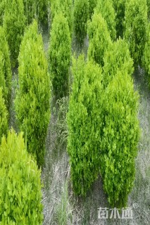 冠幅80厘米瓜子黄杨球