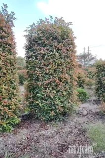 高度200厘米红花继木柱