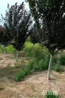 3公分紫叶李
