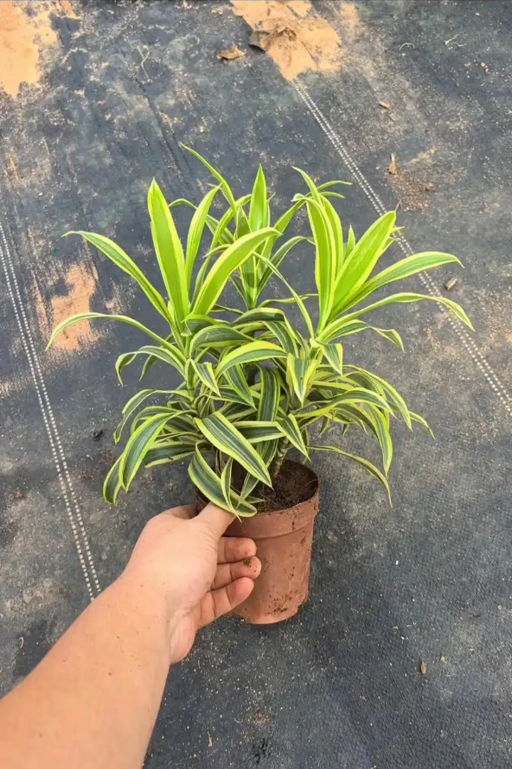 高度40厘米金边百合竹