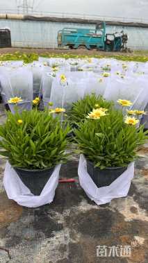 高度30厘米金鸡菊