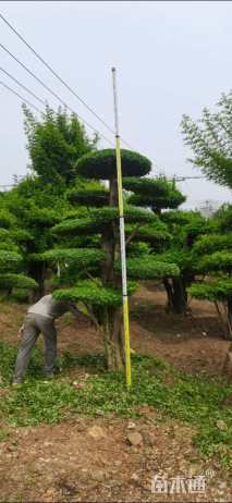 18公分造型对节白蜡