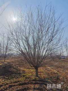 17公分红叶碧桃