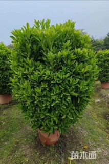 冠幅100厘米非洲茉莉球
